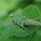 Grasshopper Nymph