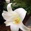 Lily