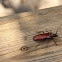 Brown Prionid Beetle