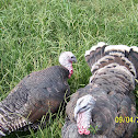 Eastern Wild Turkey