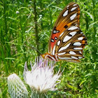 Gulf Fritillary Butterfly
