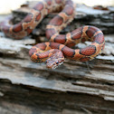 Corn Snake