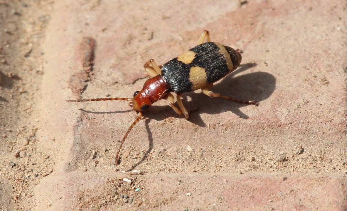 Bombardier beetle Project Noah