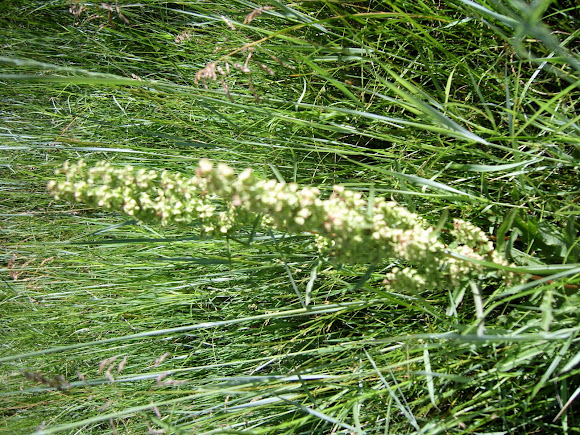 Spotting Image 1