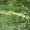 California Sedge
