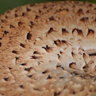 Dryad's saddle