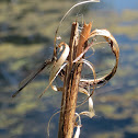 Damselfly