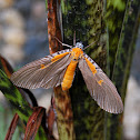Moth