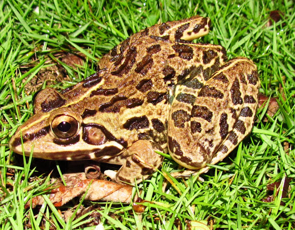 Spotting Image 1