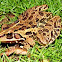 Bull frog