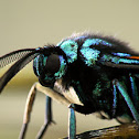 Polilla