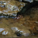 Crayfish