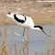Avocet