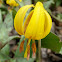 Trout Lily