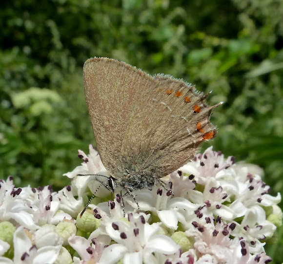 Spotting Image 1