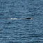 Southern Right Whale 