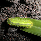 Parasa Lepida.