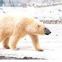 Polar Bear