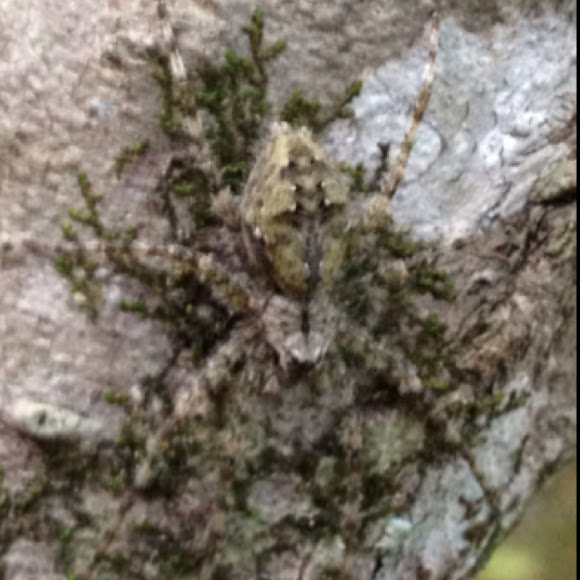 Spotting Image 1