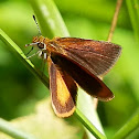 Grass Skippers