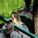 American robin