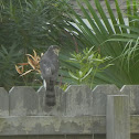 (Northern) Sharp-shinned Hawk