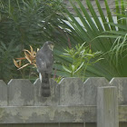 (Northern) Sharp-shinned Hawk