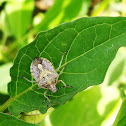 Shield bug,stink bug