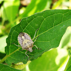 Shield bug,stink bug
