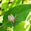 Shield bug,stink bug