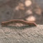 Inchworm