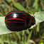 Tortoise leaf beetle