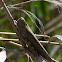 Egyptian Grasshopper or Locust; Langosta egipcia