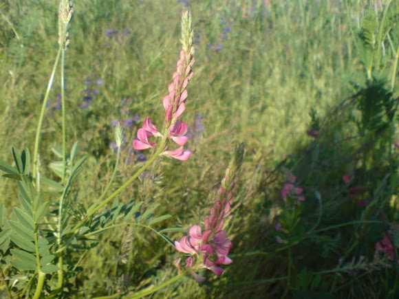 Spotting Image 1