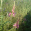Sainfoin (Onobrychis)