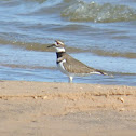Killdeer