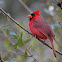 Cardinal