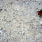 VELVET ANT