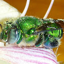 Orchid Bee