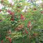 Guelder rose berries