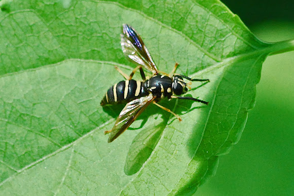 Spotting Image 1