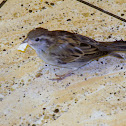 Eurasian tree sparrow