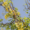 Gloden Shower Tree
