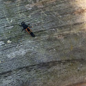 Ladybug larva