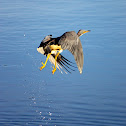 Tricolored Heron