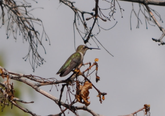 Spotting Image 1