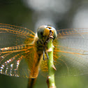 Fulvous Forest Skimmer