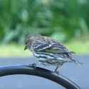 Pine Siskin