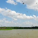Cliff Swallows