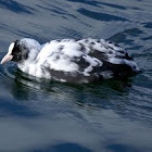 dreamfalcon
